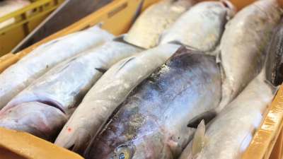 Fresh Fish from Adriatic